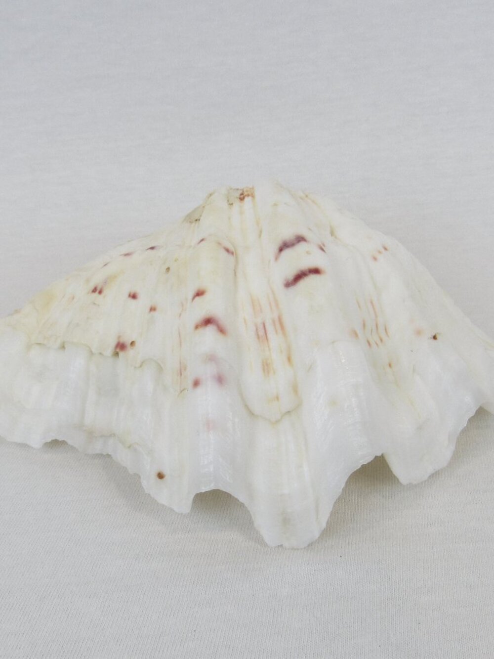 Bear Paw Clam Shell Large Seashell Craft Home Decor Nautical Beach